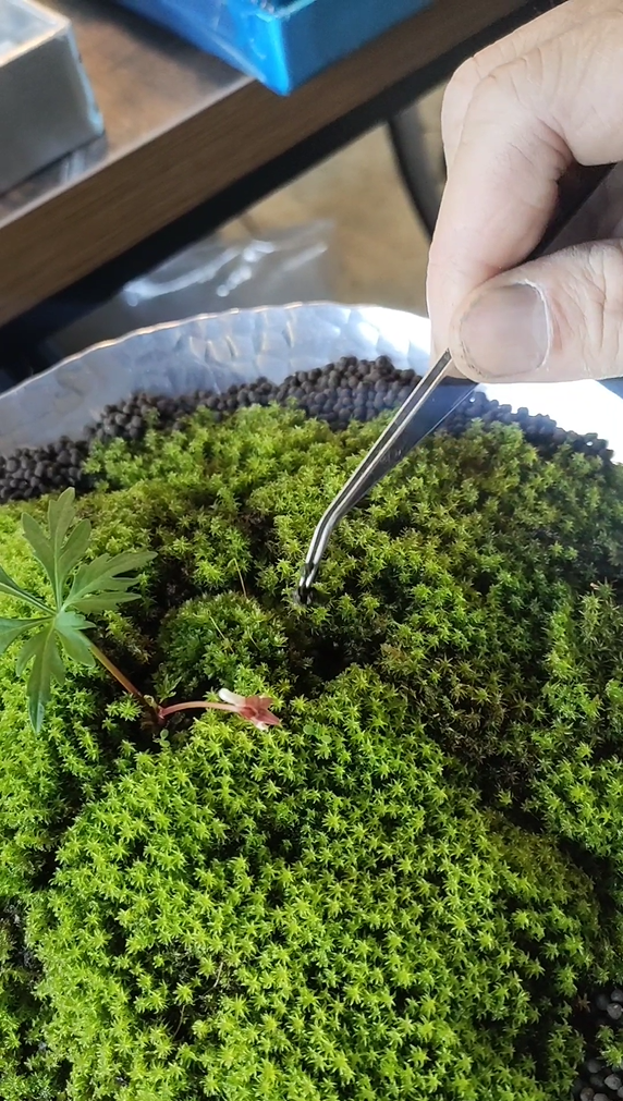 アルミ苔盆栽への情熱、再び!