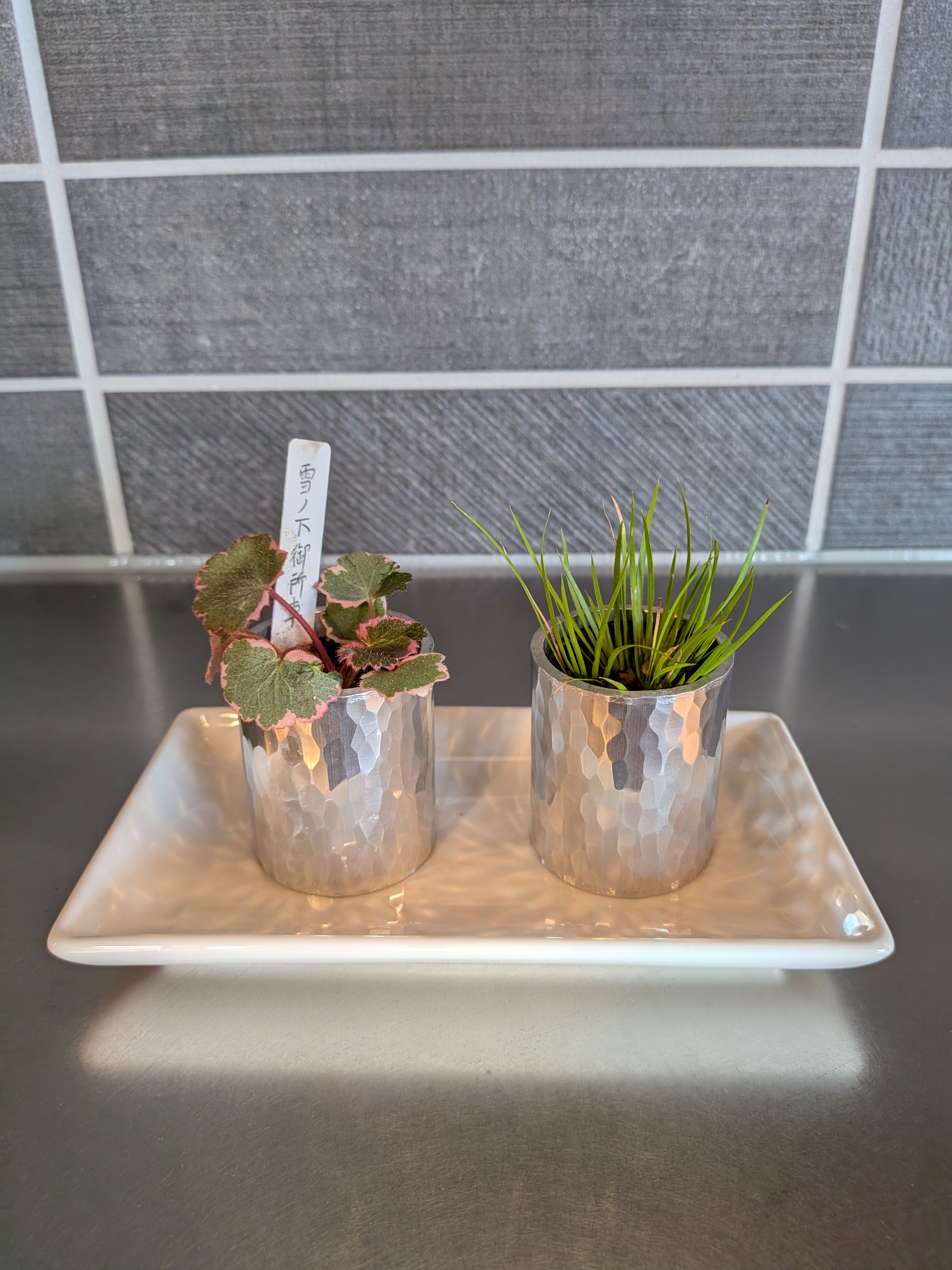 【職人仕立て】割れないアルミのミニ山野草鉢(石昌・雪の下御所車 2点セット)