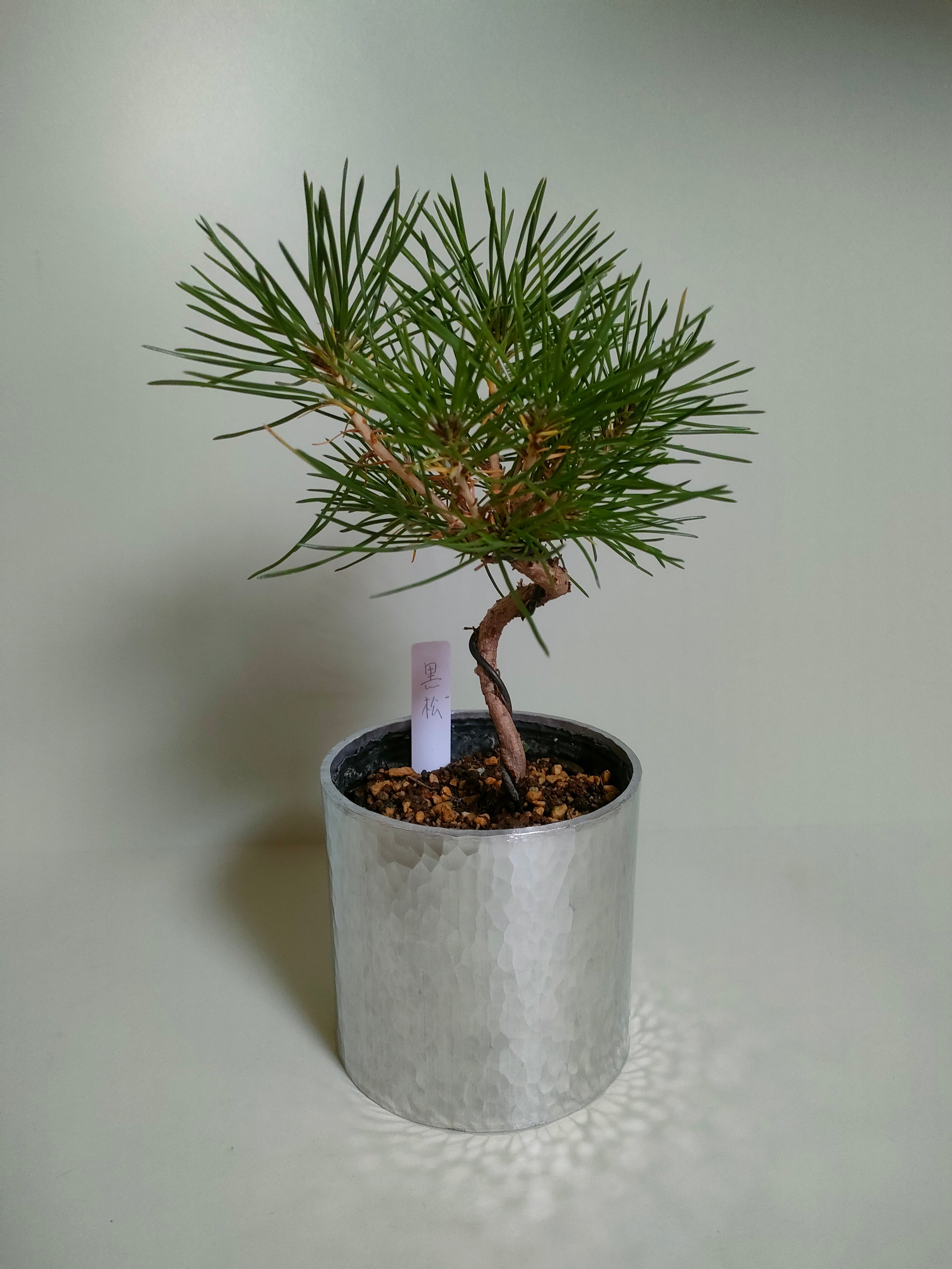 迎春の山野草鉢「黒松」　～期間限定販売～