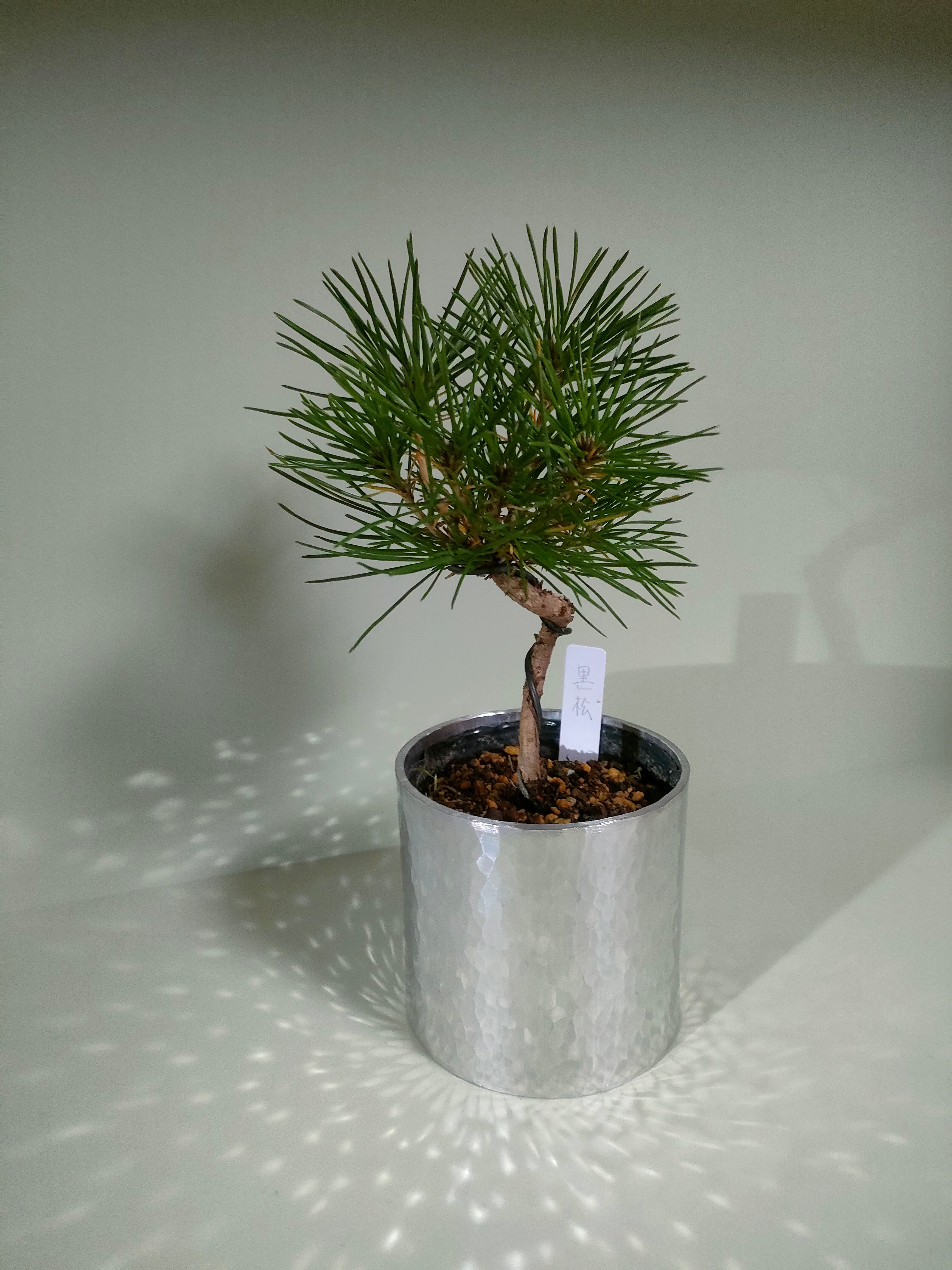 迎春の山野草鉢「黒松」　～期間限定販売～