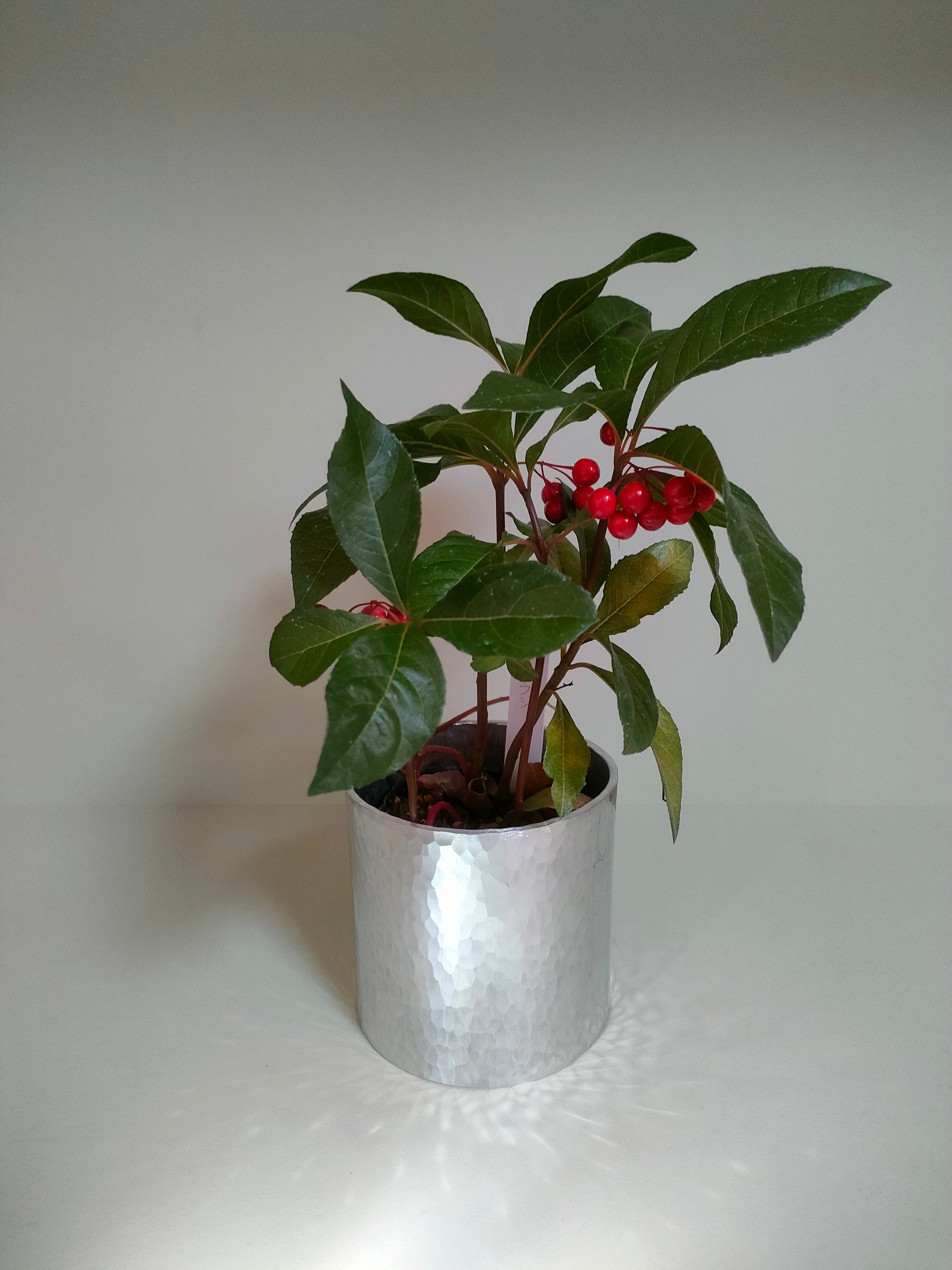 迎春の山野草鉢「十両（ヤブコウジ）」　～期間限定販売～