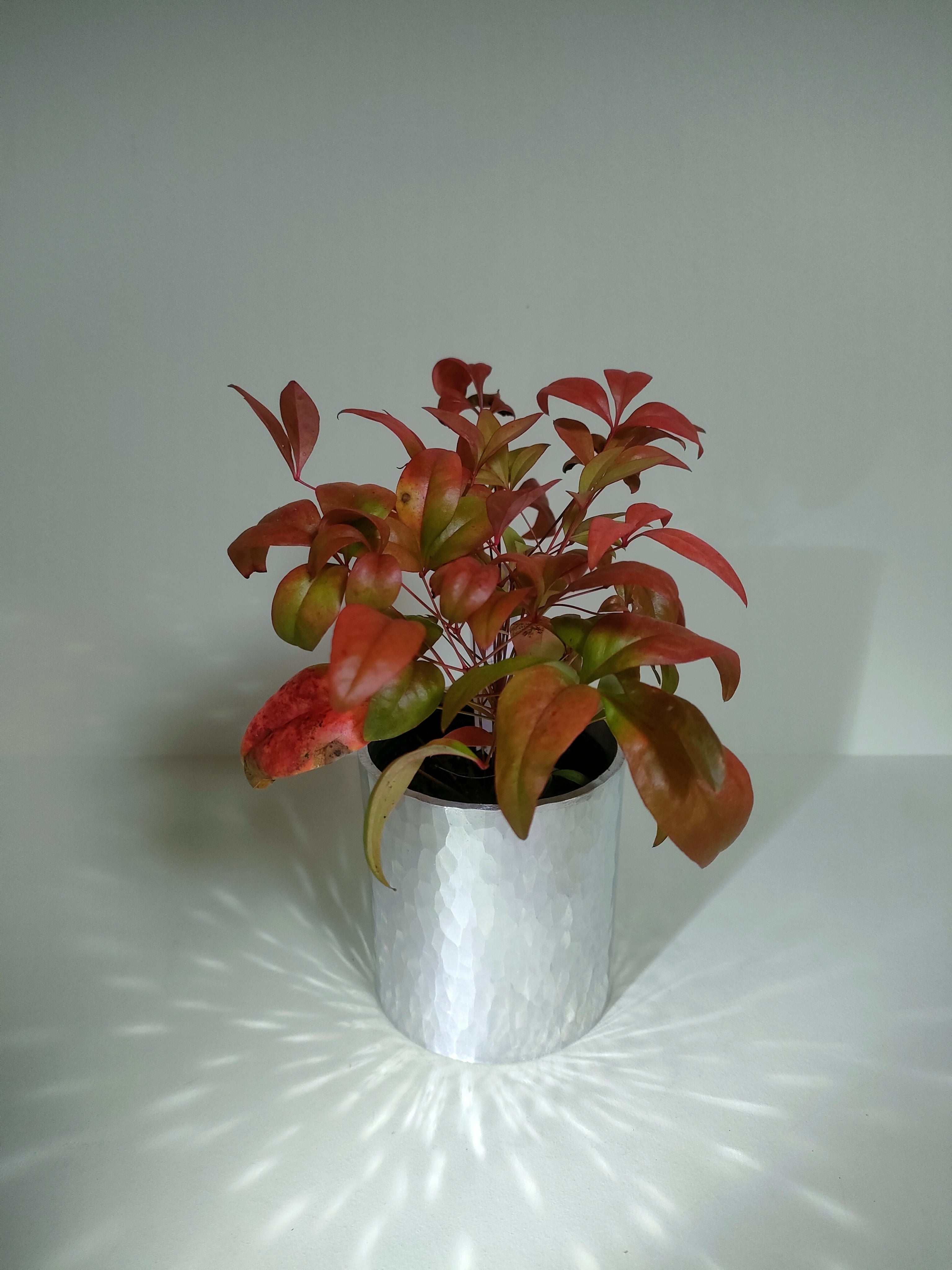 迎春の山野草鉢「南天」　～期間限定販売～